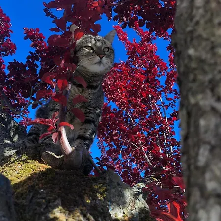 Le Rondini Ostra Senigallia Ancona Couette-café