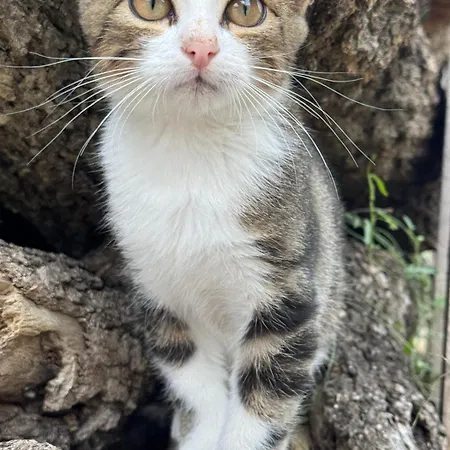 Couette-café Le Rondini Ostra Senigallia Ancona