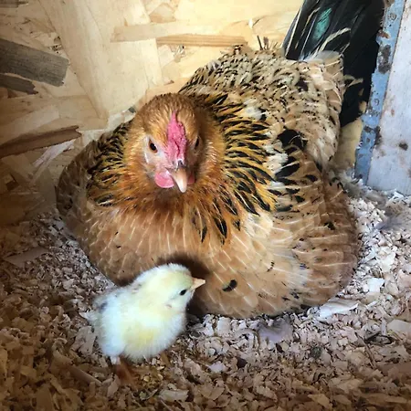 Le Rondini Ostra Senigallia Ancona Nocleg ze śniadaniem 3*