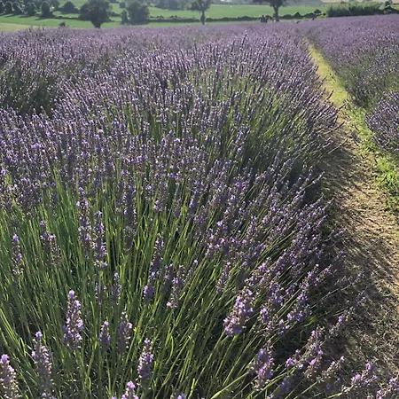 Le Rondini Ostra Senigallia Ancona 3* Casine (Ancona)